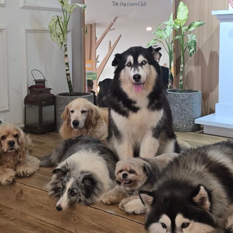 Anak anjing di pawvilion