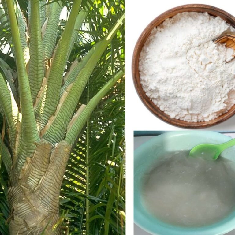 Sagu dan Sorgum: Solusi Ketahanan Pangan Nasional yang Terabaikan